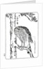A hawk by Kawanabe Kyôsai