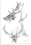 Stags' heads by Henry Moore