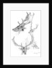 Stags' heads by Henry Moore