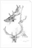 Stags' heads by Henry Moore