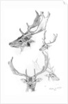 Stags' heads by Henry Moore