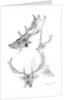 Stags' heads by Henry Moore