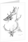 Stags' heads by Henry Moore