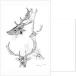 Stags' heads by Henry Moore