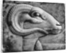 A ram's head, Egypt by Anonymous