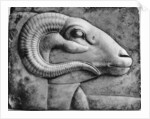 A ram's head, Egypt by Anonymous