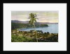 Port Maria, Jamaica by Anonymous