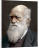 Charles Darwin, British naturalist by Anonymous
