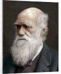 Charles Darwin, British naturalist by Anonymous