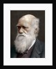 Charles Darwin, British naturalist by Anonymous