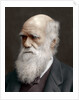 Charles Darwin, British naturalist by Anonymous