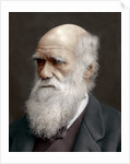 Charles Darwin, British naturalist by Anonymous