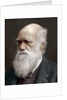 Charles Darwin, British naturalist by Anonymous