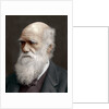 Charles Darwin, British naturalist by Anonymous