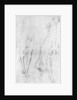 Study for the greyhound in the portrait of the Duke of Richmond by Anonymous
