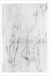 Study for the greyhound in the portrait of the Duke of Richmond by Anonymous
