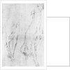 Study for the greyhound in the portrait of the Duke of Richmond by Anonymous