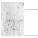 Study for the greyhound in the portrait of the Duke of Richmond by Anonymous
