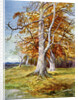 Beech Tree, Autumn by Anonymous