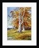 Beech Tree, Autumn by Anonymous