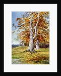 Beech Tree, Autumn by Anonymous