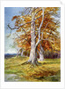 Beech Tree, Autumn by Anonymous
