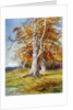 Beech Tree, Autumn by Anonymous