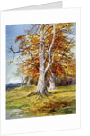 Beech Tree, Autumn by Anonymous