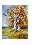 Beech Tree, Autumn by Anonymous