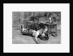 Narcissus by Anonymous