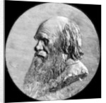 Charles Darwin by Anonymous