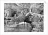 On the Road to Ceriana, San Remo by Anonymous