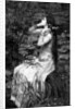 Ophelia by James Dobie