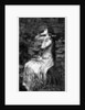Ophelia by James Dobie
