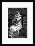 Ophelia by James Dobie