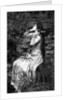 Ophelia by James Dobie