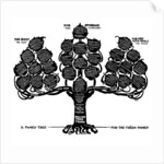 A Family Tree for the Treen Family by Edwin Foley