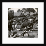 Troops feeding their horses and resting on the march, World War I by Realistic Travels Publishers