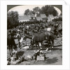 Troops feeding their horses and resting on the march, World War I by Realistic Travels Publishers