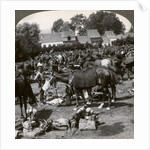 Troops feeding their horses and resting on the march, World War I by Realistic Travels Publishers