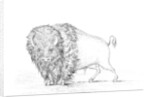 Buffalo by Myers and Co