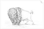 Buffalo by Myers and Co