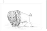 Buffalo by Myers and Co