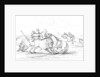 Buffalo attacking a cowboy on a horse by Myers and Co