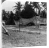 Fishermen drying their nets on the beach, Basseterre, St Christopher, West Indies by HC White