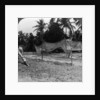 Fishermen drying their nets on the beach, Basseterre, St Christopher, West Indies by HC White