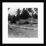 Fishermen drying their nets on the beach, Basseterre, St Christopher, West Indies by HC White