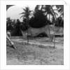 Fishermen drying their nets on the beach, Basseterre, St Christopher, West Indies by HC White