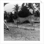 Fishermen drying their nets on the beach, Basseterre, St Christopher, West Indies by HC White