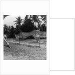 Fishermen drying their nets on the beach, Basseterre, St Christopher, West Indies by HC White